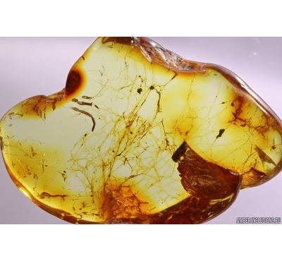 Nice Spider web. Fossil inclusions Baltic amber #12037