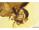 2 Pseudoscorpions, 3 Rove Beetles and Ground beetle. Fossil inclusions in Baltic amber #12039