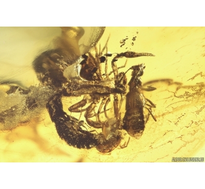 2 Pseudoscorpions, 3 Rove Beetles and Ground beetle. Fossil inclusions in Baltic amber #12039