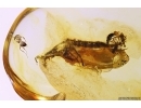 2 Pseudoscorpions, 3 Rove Beetles and Ground beetle. Fossil inclusions in Baltic amber #12039