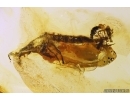 2 Pseudoscorpions, 3 Rove Beetles and Ground beetle. Fossil inclusions in Baltic amber #12039