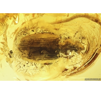 Ground beetle Carabidae. Fossil insect in Baltic amber #12043