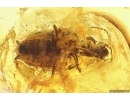 Ground beetle Carabidae. Fossil insect in Baltic amber #12043