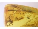 Nice Ground beetle Carabidae, Big 12mm Spider, Rare beetle larva and More. Fossil inclusions Baltic amber #12044