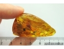 Nice Ground beetle Carabidae, Big 12mm Spider, Rare beetle larva and More. Fossil inclusions Baltic amber #12044