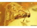 Wasp Hymenoptera and unknown insect, probably nymph Schizopteridae. Fossil inclusions Ukrainian Rovno amber #12045R