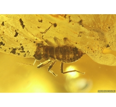 Very nice Aphid Aphididae and Wasp Hymenoptera. Fossil inclusions Ukrainian Rovno amber #12045R