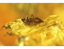 Wasp Hymenoptera and unknown insect, probably nymph Schizopteridae. Fossil inclusions Ukrainian Rovno amber #12045R
