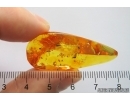 Wasp Hymenoptera and unknown insect, probably nymph Schizopteridae. Fossil inclusions Ukrainian Rovno amber #12045R