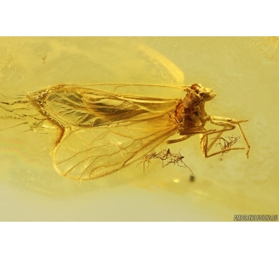 Nice Psocid Psocoptera and Cecidomyiidae gall midge. Fossil insects Baltic amber #12046