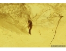 Nice Psocid Psocoptera and Cecidomyiidae gall midge. Fossil insects Baltic amber #12046