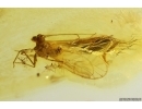 Nice Psocid Psocoptera and Cecidomyiidae gall midge. Fossil insects Baltic amber #12046