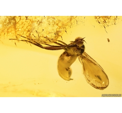 Dance fly Empididae. Fossil inclusion in Baltic amber #12047