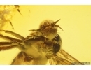 Dance fly Empididae. Fossil inclusion in Baltic amber #12047