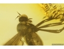 Dance fly Empididae. Fossil inclusion in Baltic amber #12047