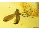 Dance fly Empididae. Fossil inclusion in Baltic amber #12047