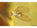Many Dark-Winged fungus gnats, Moth flies,  Planthopper and Spider. Fossil inclusions Baltic amber #12048
