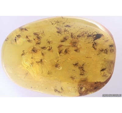 Svarm of Gnats, Moss and Mammalian hair. Fossil inclusions Baltic amber #12049