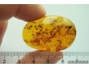 Svarm of Gnats, Moss and Mammalian hair. Fossil inclusions Baltic amber #12049