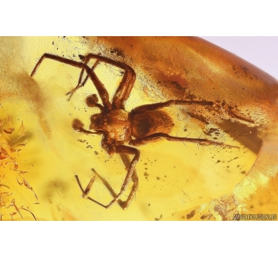 Big 14mm Spider Araneae and Weevil beetle Curculionoidea. Fossil inclusions Baltic amber stone #12051