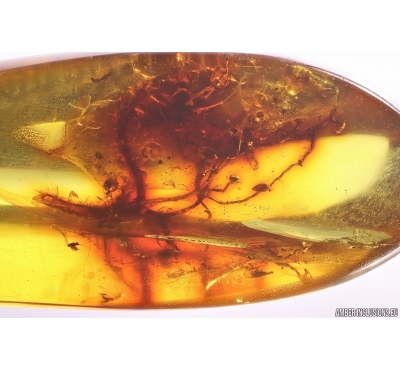 Nice Lichen. Fossil inclusion in Baltic amber #12052
