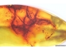 Nice Lichen. Fossil inclusion in Baltic amber #12052