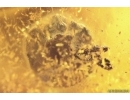 Very Nice Unusual Plant: Lichen or Mushroom. Fossil inclusion Baltic amber #12053