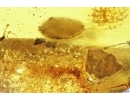 Very Nice Unusual Plant: Lichen or Mushroom. Fossil inclusion Baltic amber #12053