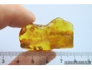 Very Nice Unusual Plant: Lichen or Mushroom. Fossil inclusion Baltic amber #12053