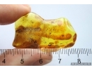 Very Nice Unusual Plant, Lichen or Mushroom. Fossil inclusion Baltic amber #12053