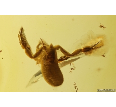 Pseudoscorpion. Fossil inclusion in Baltic amber #12054