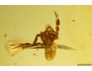 Pseudoscorpion. Fossil inclusion in Baltic amber #12054