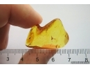 Pseudoscorpion. Fossil inclusion in Baltic amber #12054