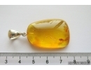 Nice Cricket Orthoptera Fossil insect in Silver Pendant Baltic amber #12055