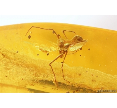 Rare Dawn Spider Archaeidae Paradoxa. Fossil inclusion Baltic amber #12058