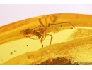 Rare Dawn Spider Archaeidae Paradoxa. Fossil inclusion Baltic amber #12058