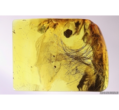 Nice Mammalian hair. Fossil inclusion in Baltic amber #12064