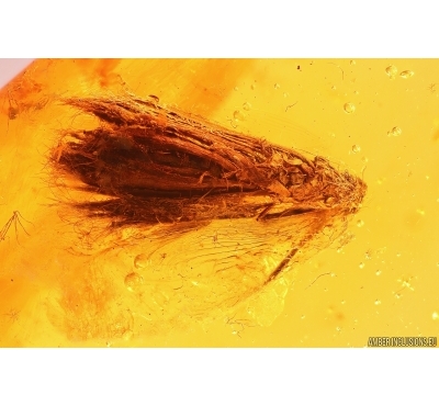 Seed vessel, Spider and More. Fossil inclusions in Baltic amber #12066