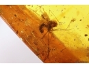 Seed vessel, Spider and More. Fossil inclusions in Baltic amber #12066