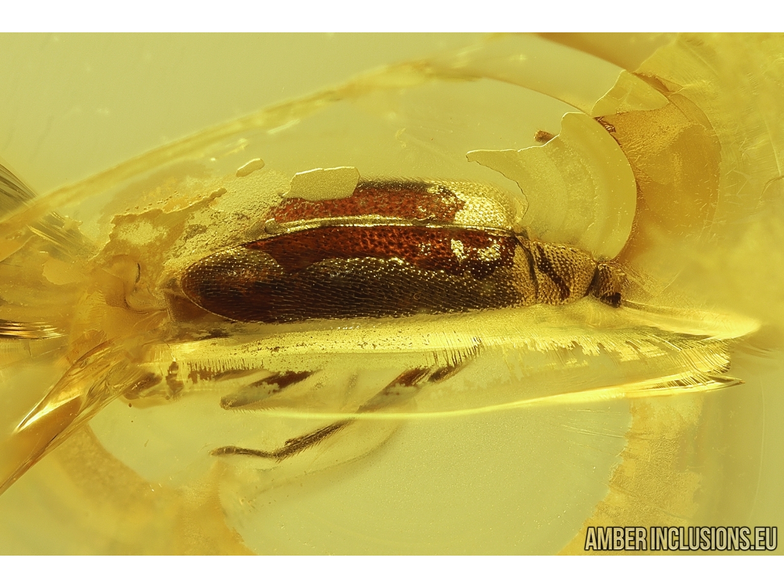 Two False Flower Beetles Scraptiidae and Ant Hymenoptera. Fossil ...
