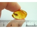 Planthopper Fulgoromorpha and Aphid. Fossil inclusions Baltic amber #12071