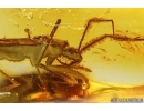 Extremely Rare Assassin bug Reduviidae Saicinae. Ukrainian Rovno amber #12077R