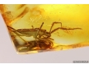 Extremely Rare Assassin bug Reduviidae Saicinae. Ukrainian Rovno amber #12077R