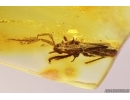 Extremely Rare Assassin bug Reduviidae Saicinae. Ukrainian Rovno amber #12077R