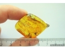 Nice Big 12mm Termite Isoptera and Beetle with Mites! Fossil inclusions Baltic amber #12080