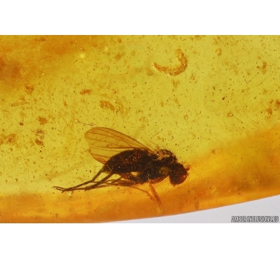 Long-legged fly Dolichopodidae and Unknown Larva. Fossil Inclusions in Baltic amber #12091