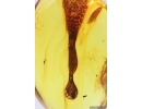 Stalactite 21mm and True midge Chironomidae. Fossil inclusions in Baltic amber #12104