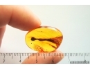 Stalactite 21mm and True midge Chironomidae. Fossil inclusions in Baltic amber #12104