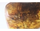 Big 40mm! Tree Bark. Fossil inclusion Ukrainian Rovno amber #12107R