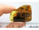 Big 40mm! Tree Bark. Fossil inclusion Ukrainian Rovno amber #12107R